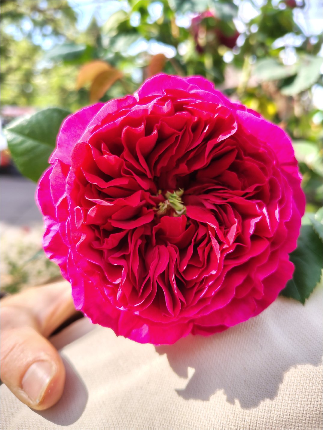 Close-up of a vibrant pink and red double-flowered camellia with multiple ruffled petals, held with a hand and background of green foliage.