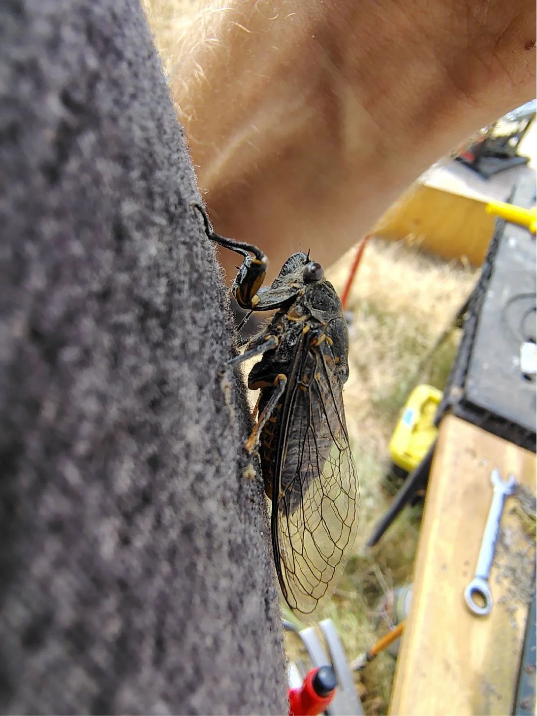 A cicada emerging from its exoskeleton on a tree trunk.