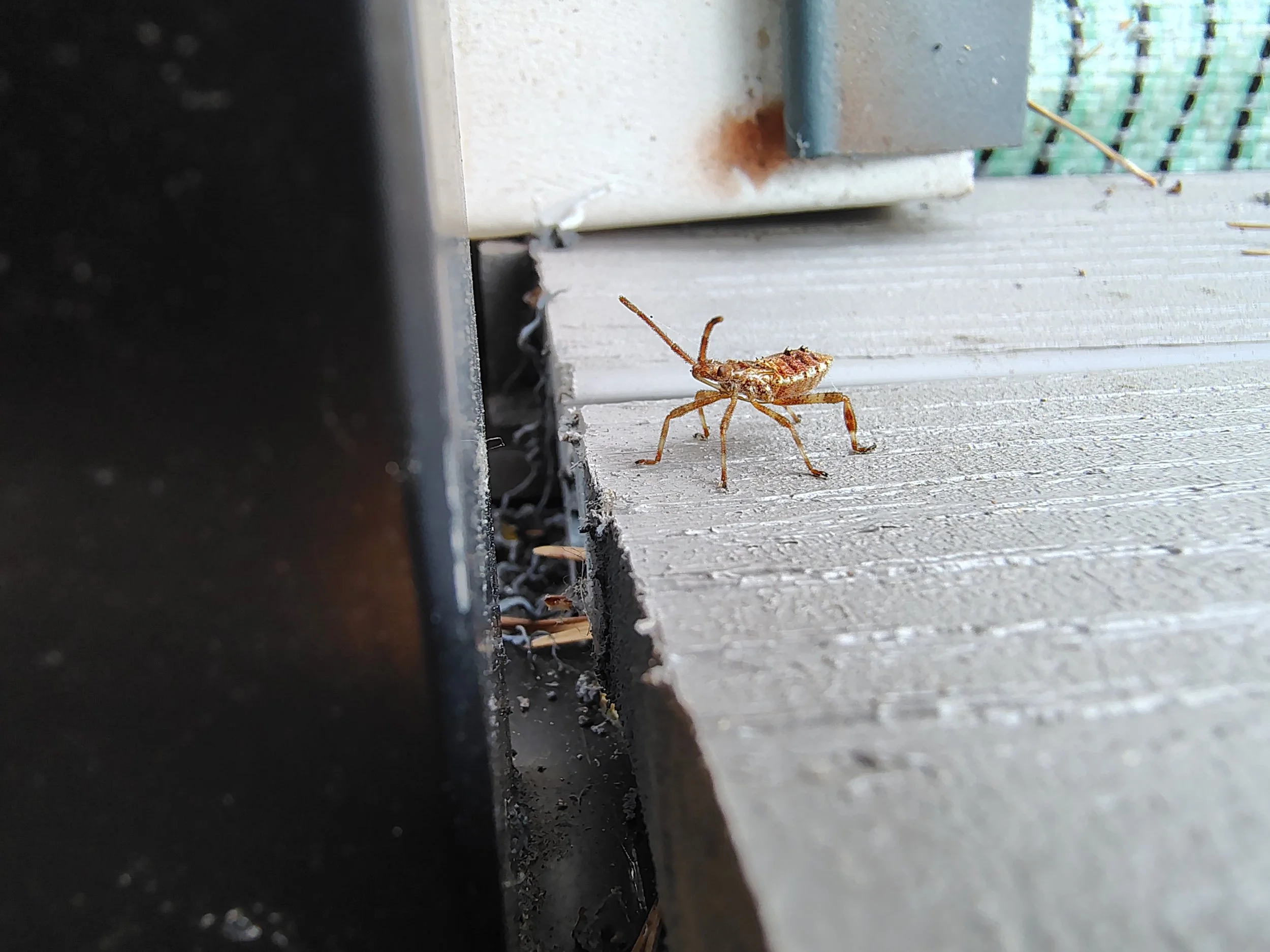 Close-up of a small insect on a wooden surface, with part of an electronic device and green mesh in the background.