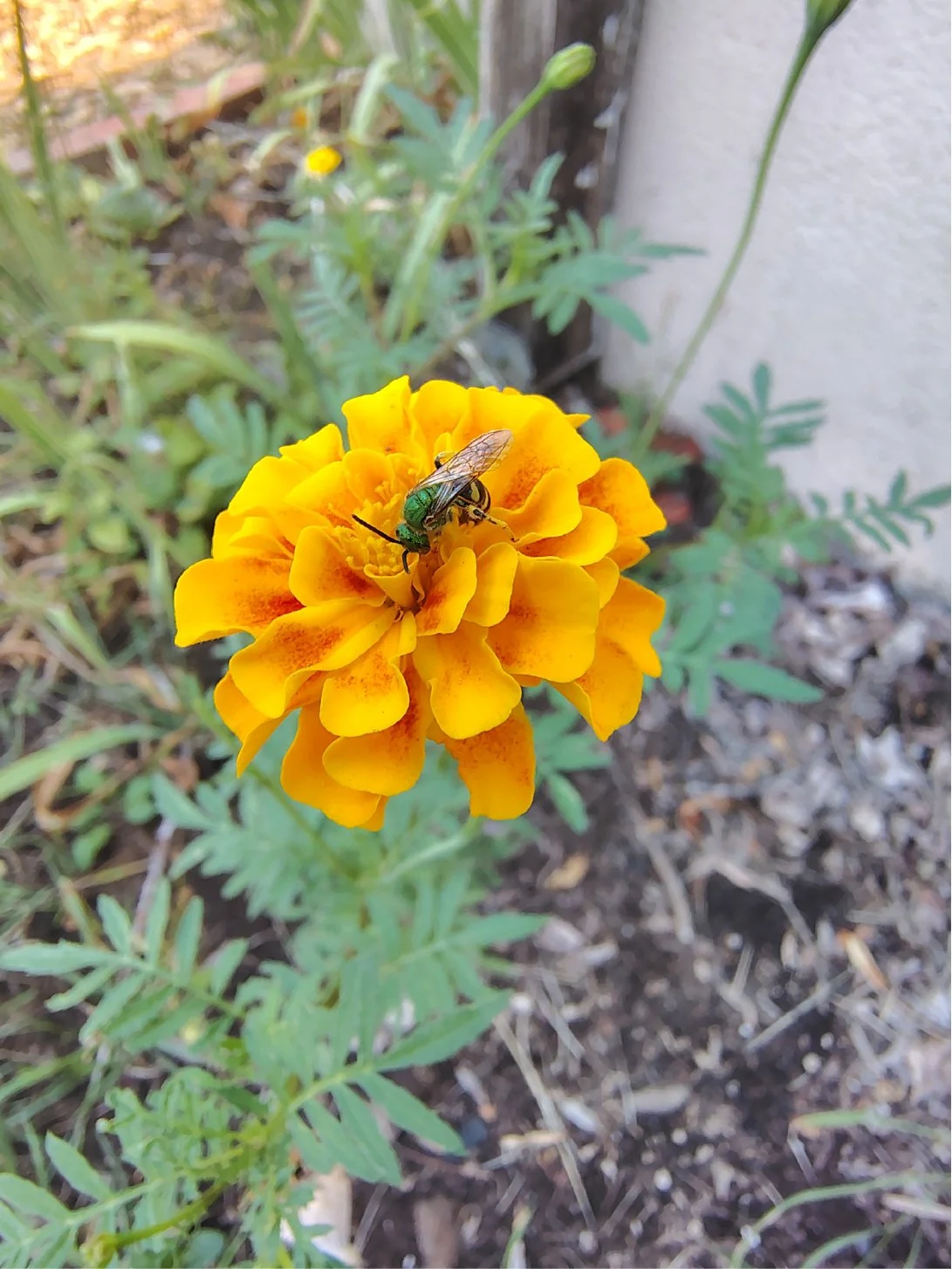 A green insect on a vibrant yellow marigold flower in a garden.
