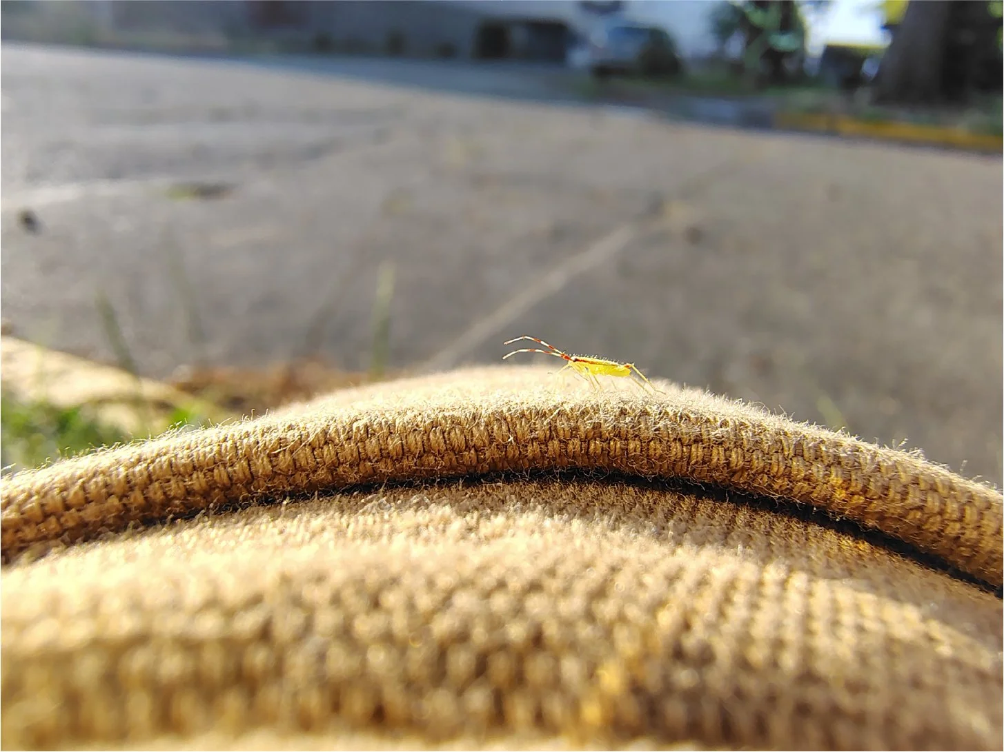 A small insect walking on a brown piece of fabric outdoors with a blurred background of pavement and parked cars.