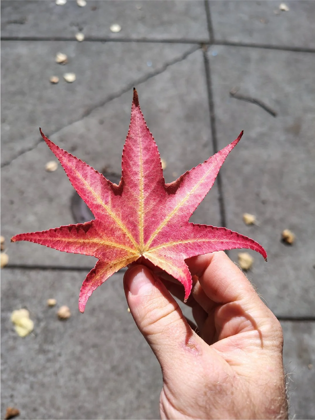A hand holding a red and pink maple leaf with a sidewalk in the background.