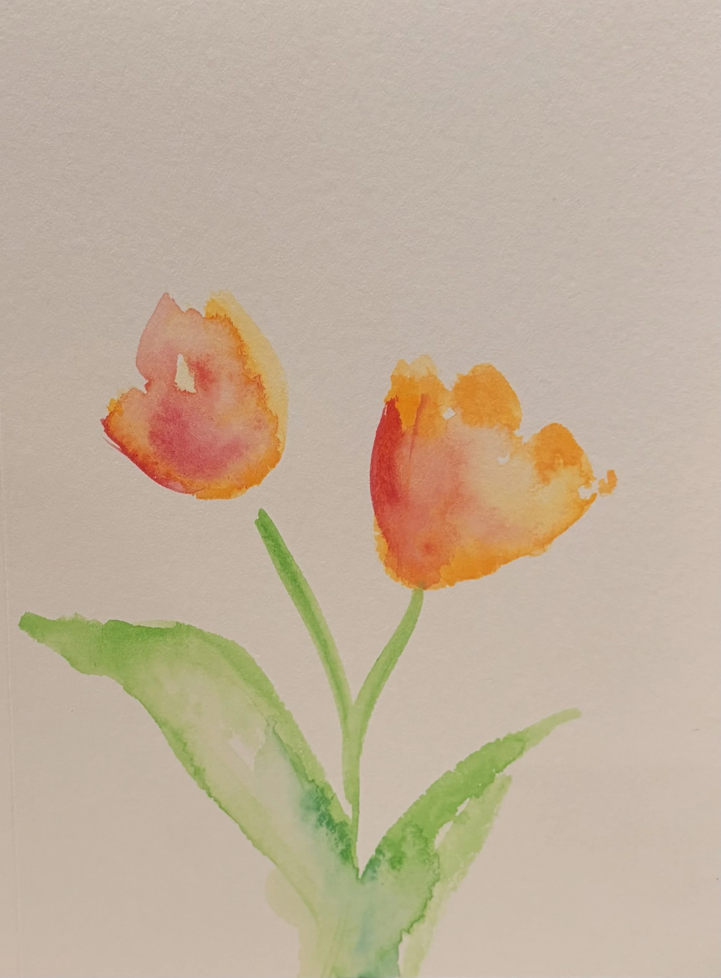 tulips...