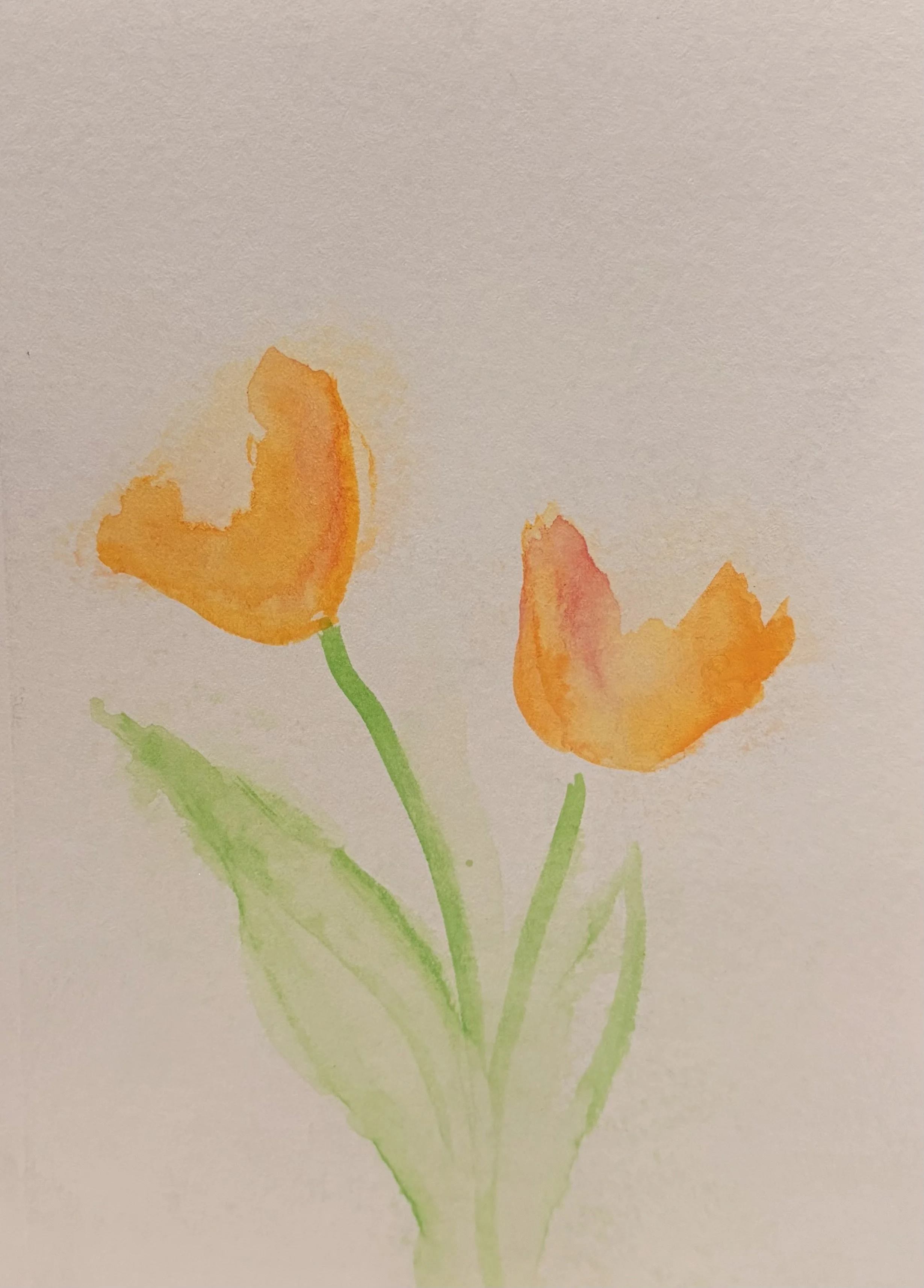 even more, tulips...