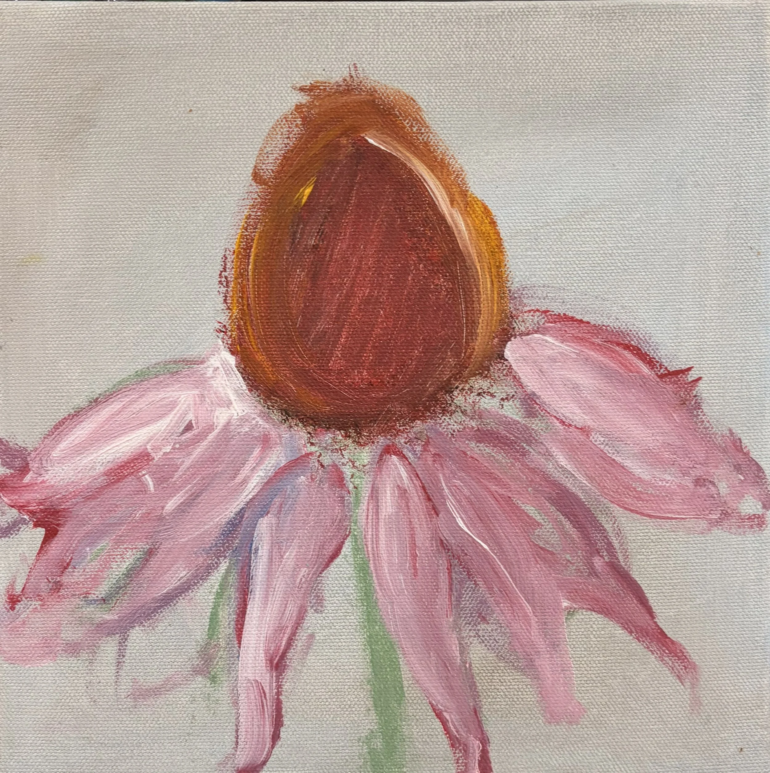 echinacea bloom, with healing natural remedies...