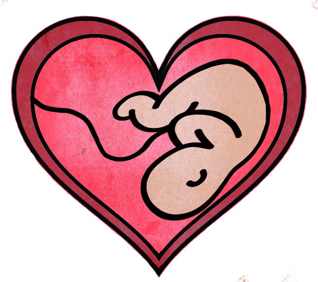 Illustration of a fetus inside a heart shape with a pink and red background.