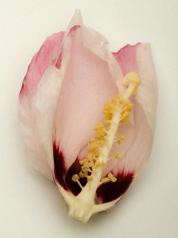 A close-up of a pink flower petal with yellow stamen and pistil against a white background.