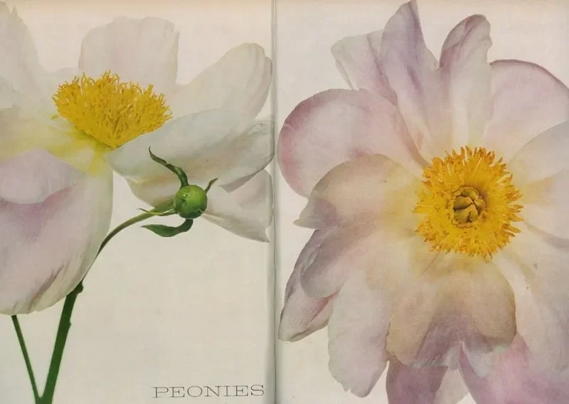 Close-up of two watercolor-style peony flowers, one with white petals and yellow center on the left, and the other with soft pink petals and yellow center on the right, with the word 'PEONIES' written below.