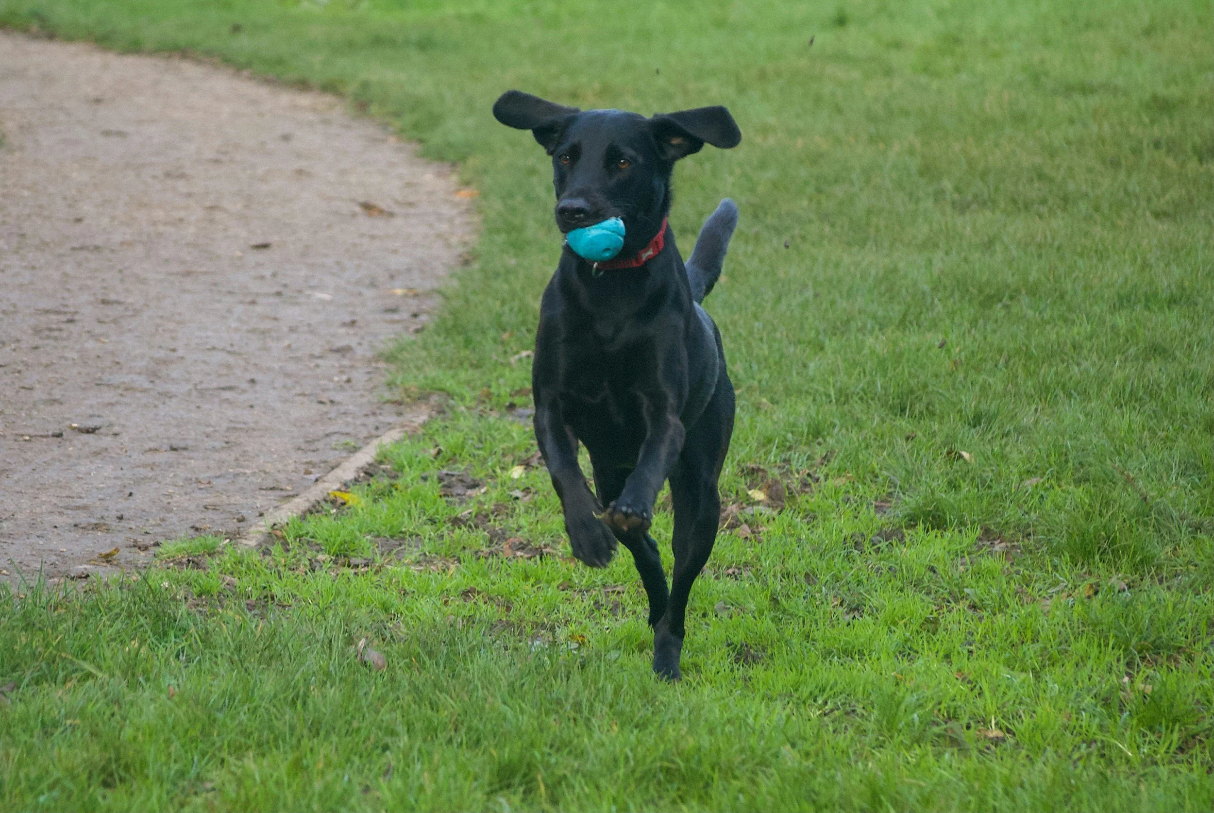 Happy Dog Running