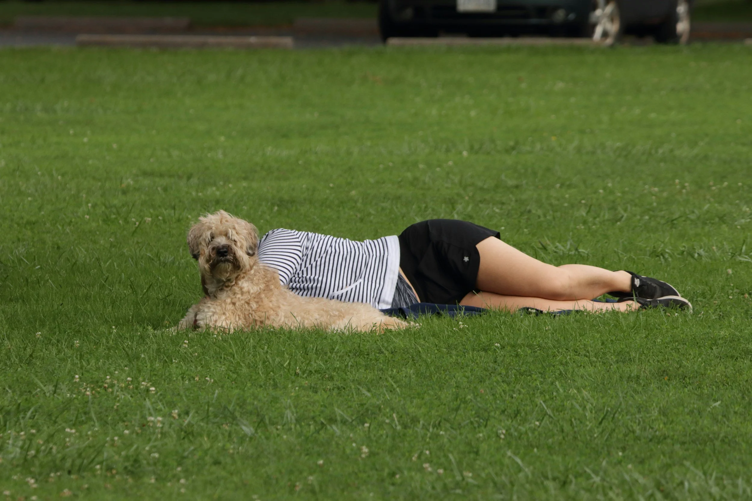 Person lying on grass with a dog nearby