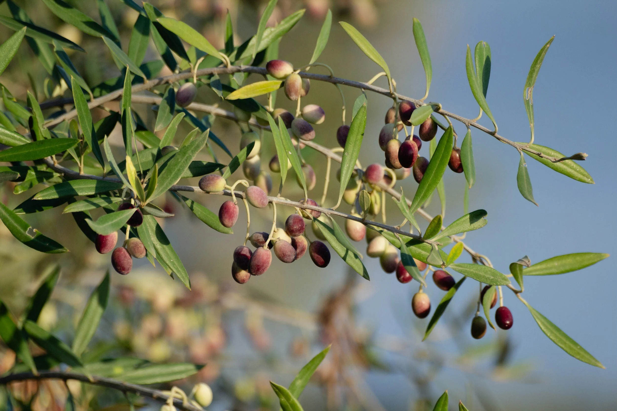 A branch of an olive tree with green leaves and clusters of small, purple-black olives against a blurred blue and natural background.