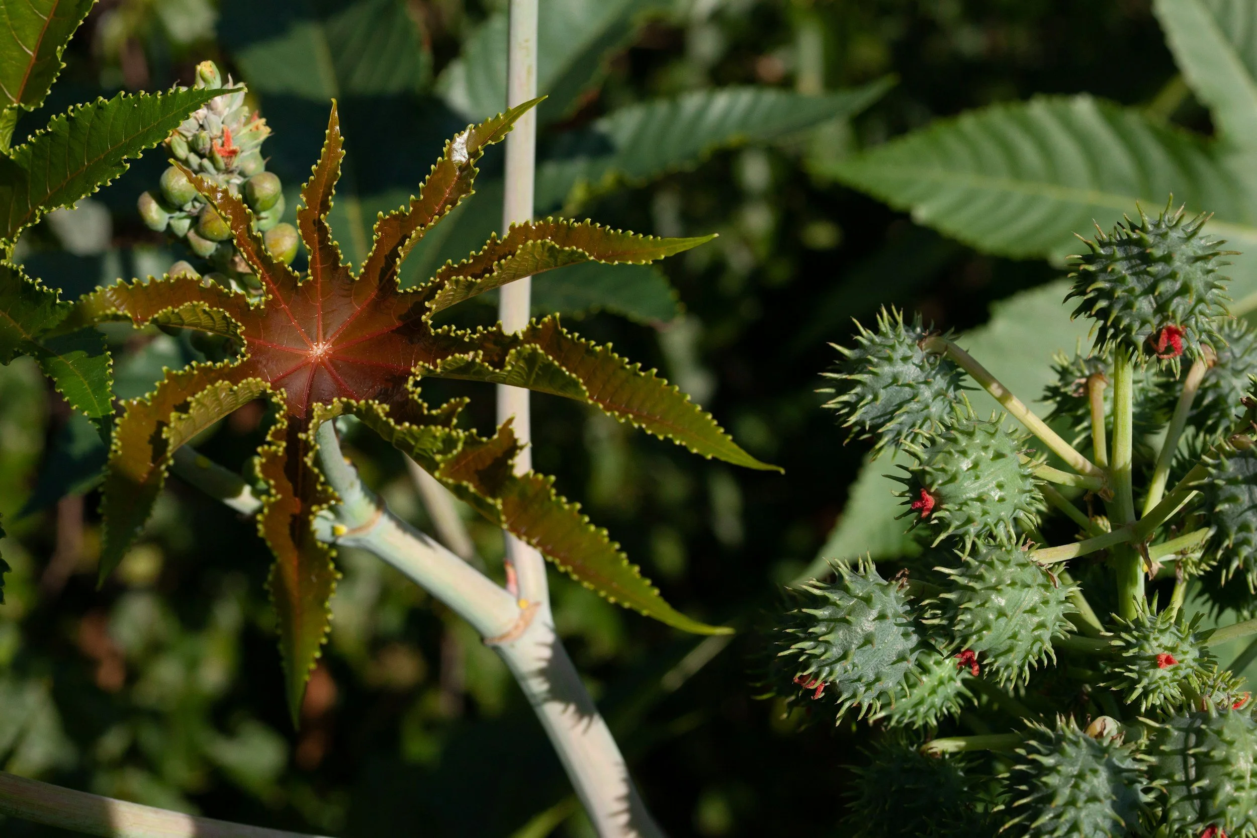 Close-up of castor plant Ricinus communis