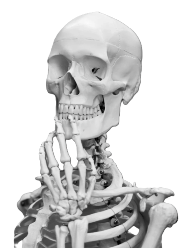 A human skeleton model with a skull, hand, and ribcage visible.