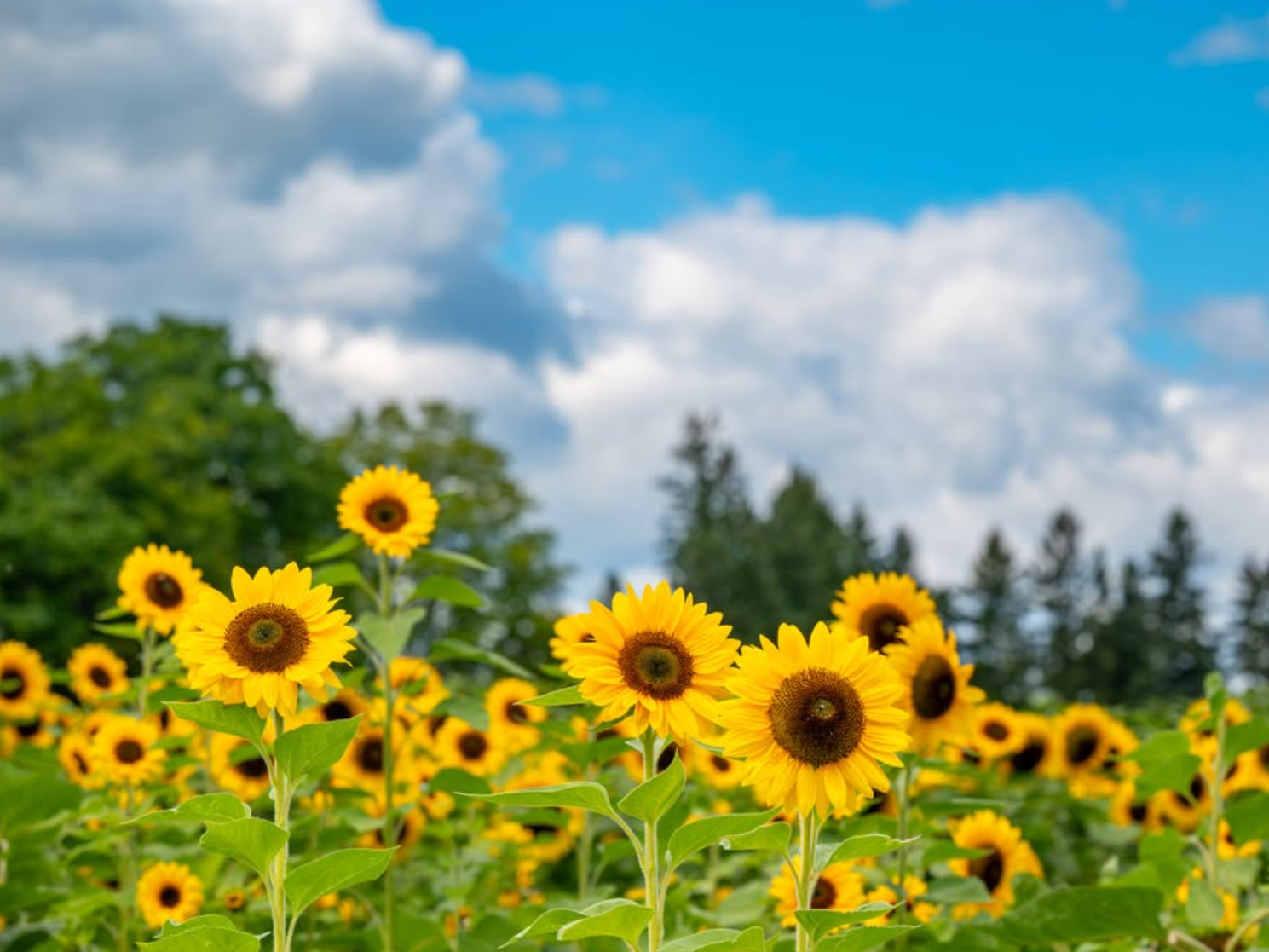 Sunflower field with bright yellow flowers under a partly cloudy sky, with trees in the background.