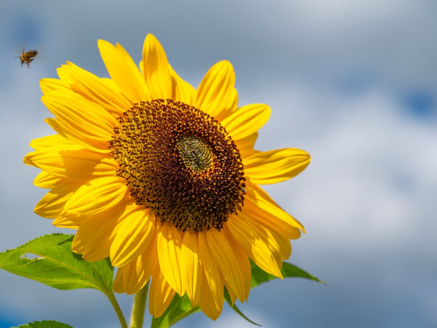A bright yellow sunflower in bloom with a bee flying nearby against a partly cloudy sky.
