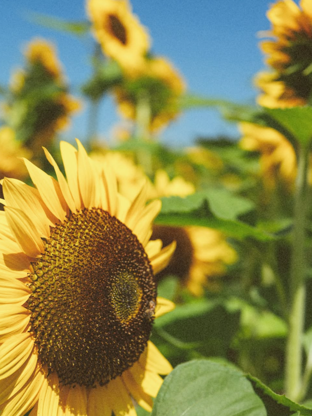Close-up of a sunflower with yellow petals and dark center, with other sunflowers and green leaves in the background under a blue sky.