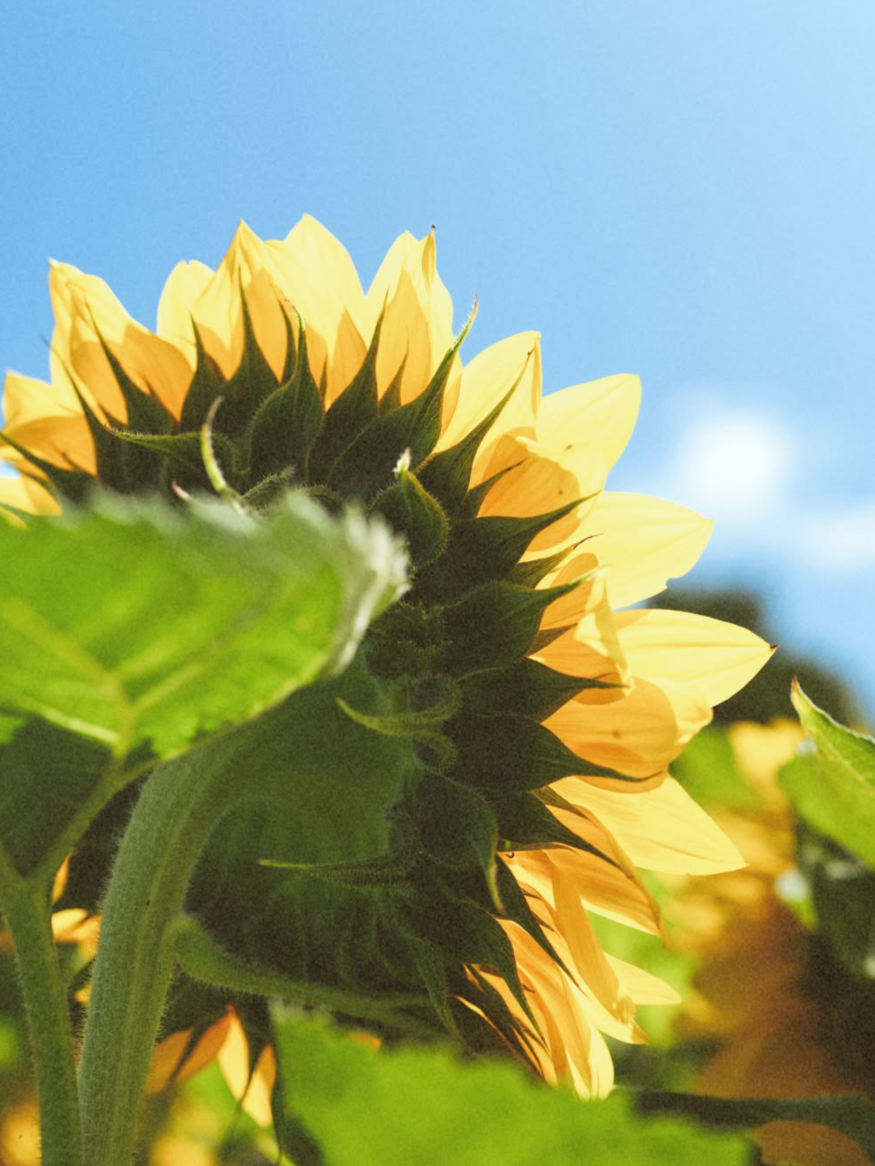 Close-up of a sunflower with yellow petals and green leaves against a blue sky.