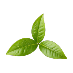 scent-fresh-green.png