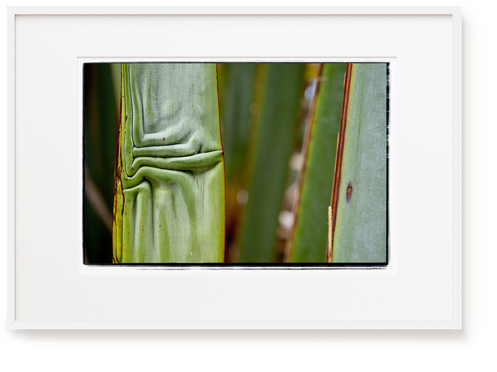 Photograph by Erica Leather of flax detail