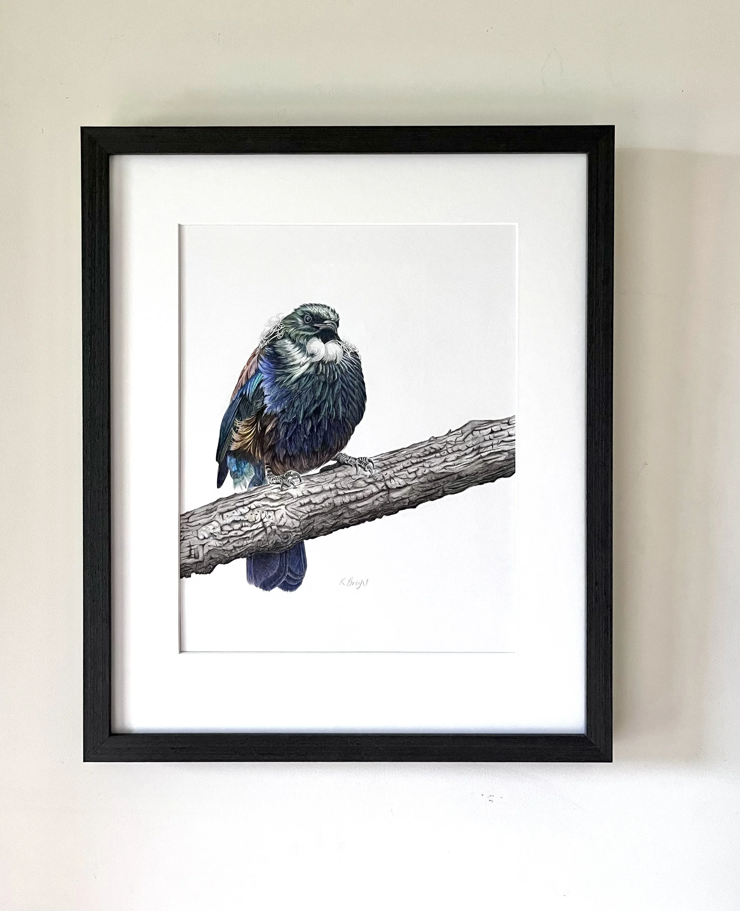 Original pencil drawing of a Tui by Kim Bright. Framed with a white border and black frame.