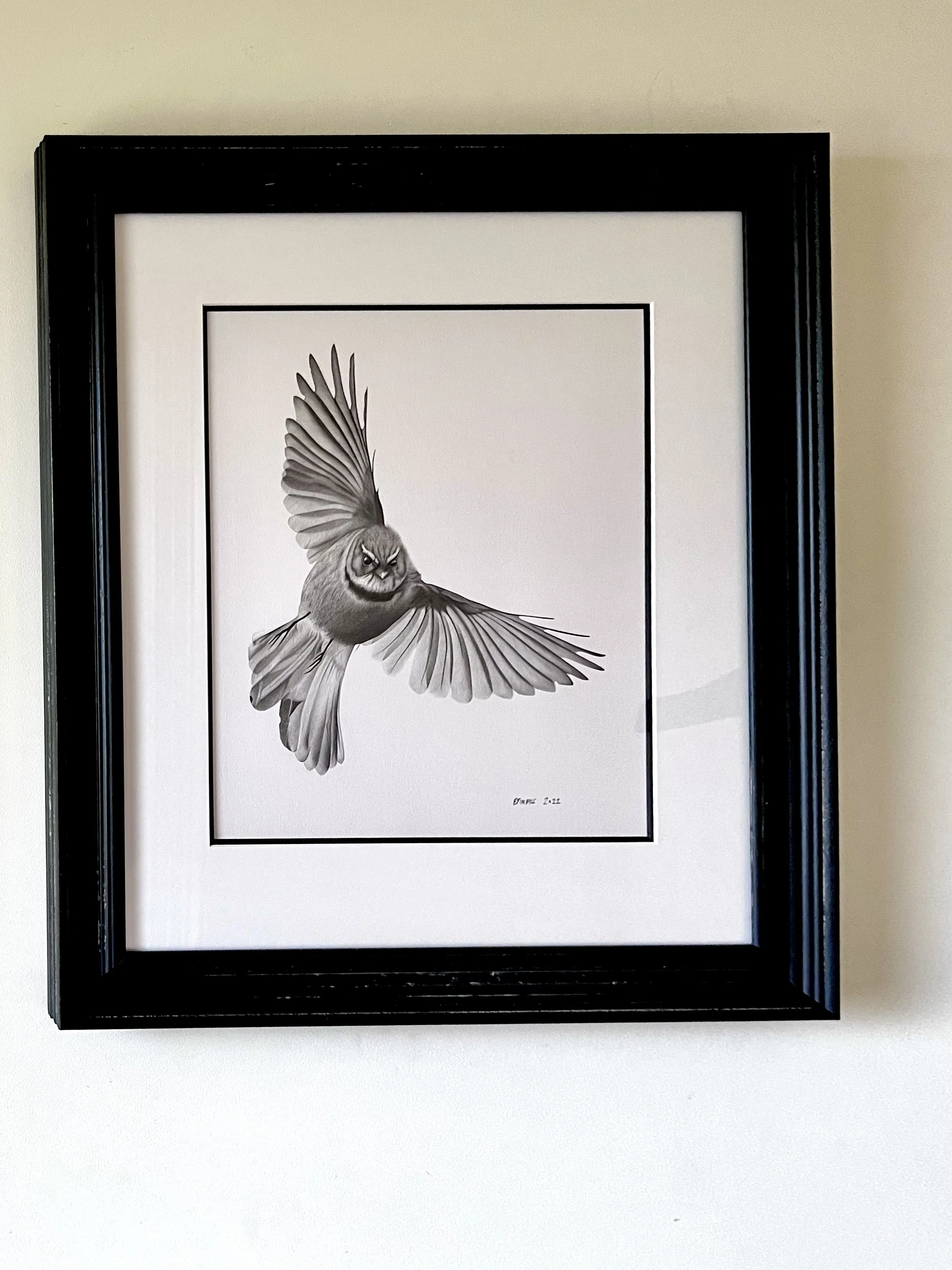 Black frame with an original pencil drawing by Emma Timmis of a bird in flight, showing detailed wings and feathers.