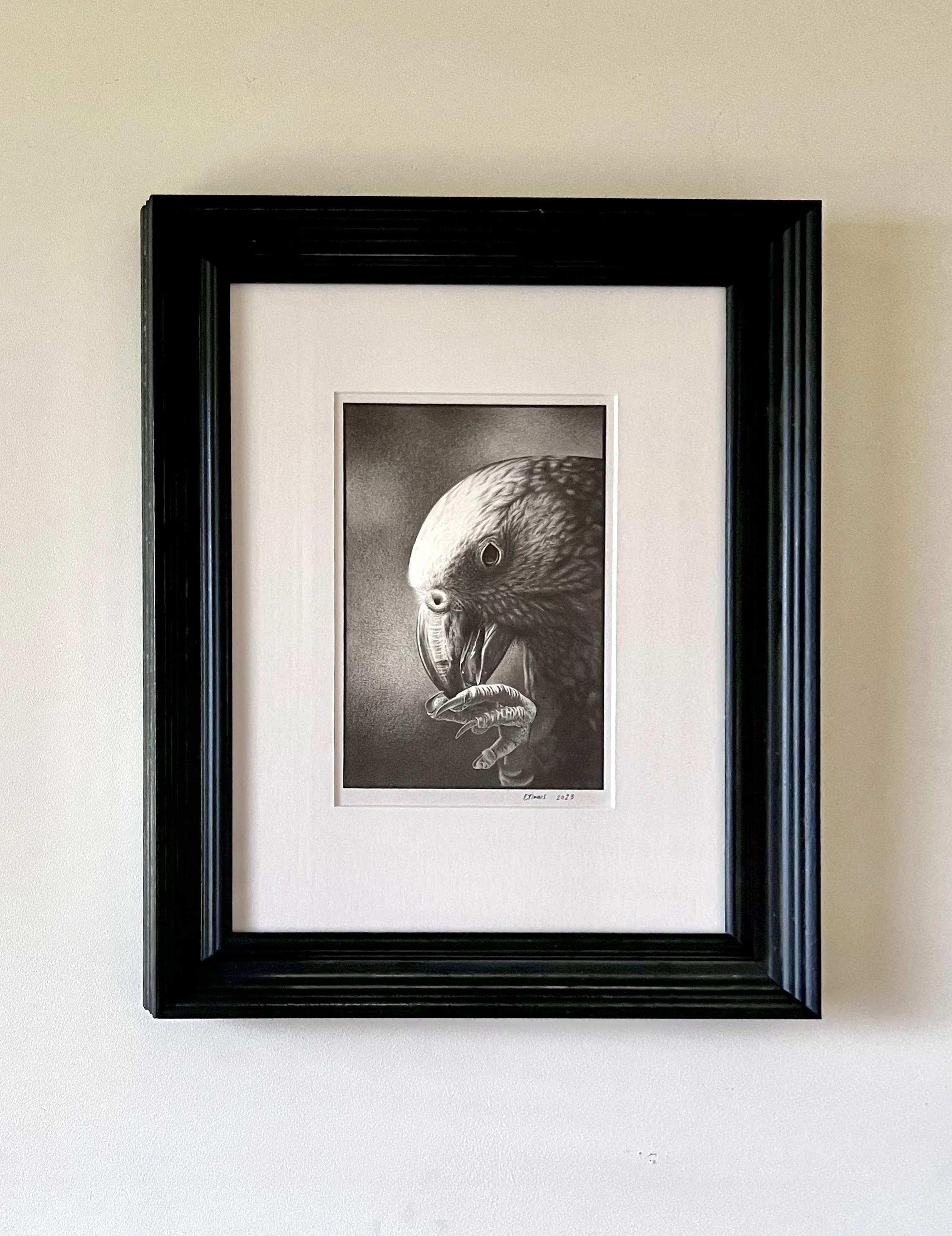Black frame containing an original pencil drawing by Emma Timmis of a Kea's beak and foot.