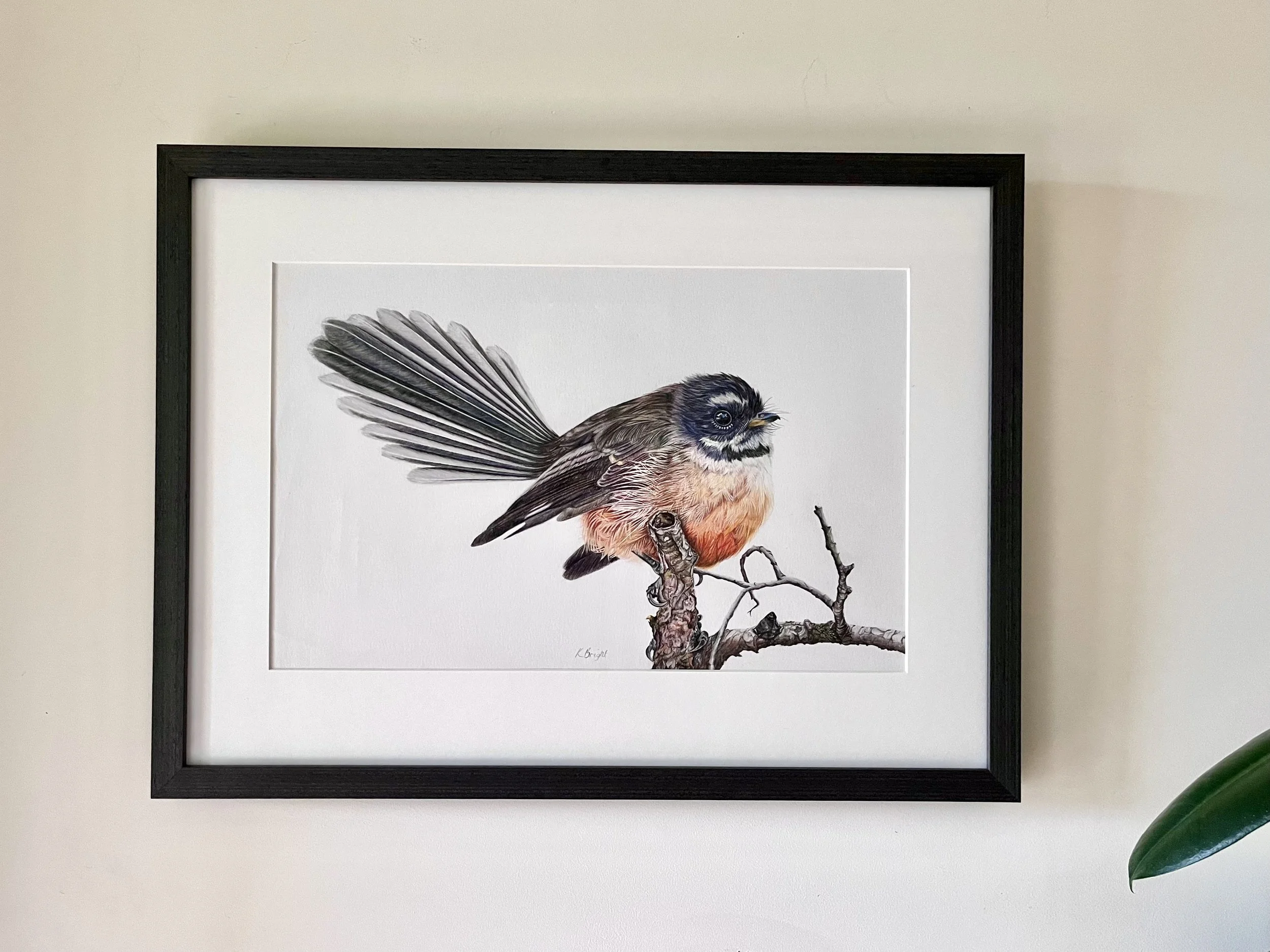 Original pencil drawing of a fantail by Kim Bright. Framed with a white border and black frame.