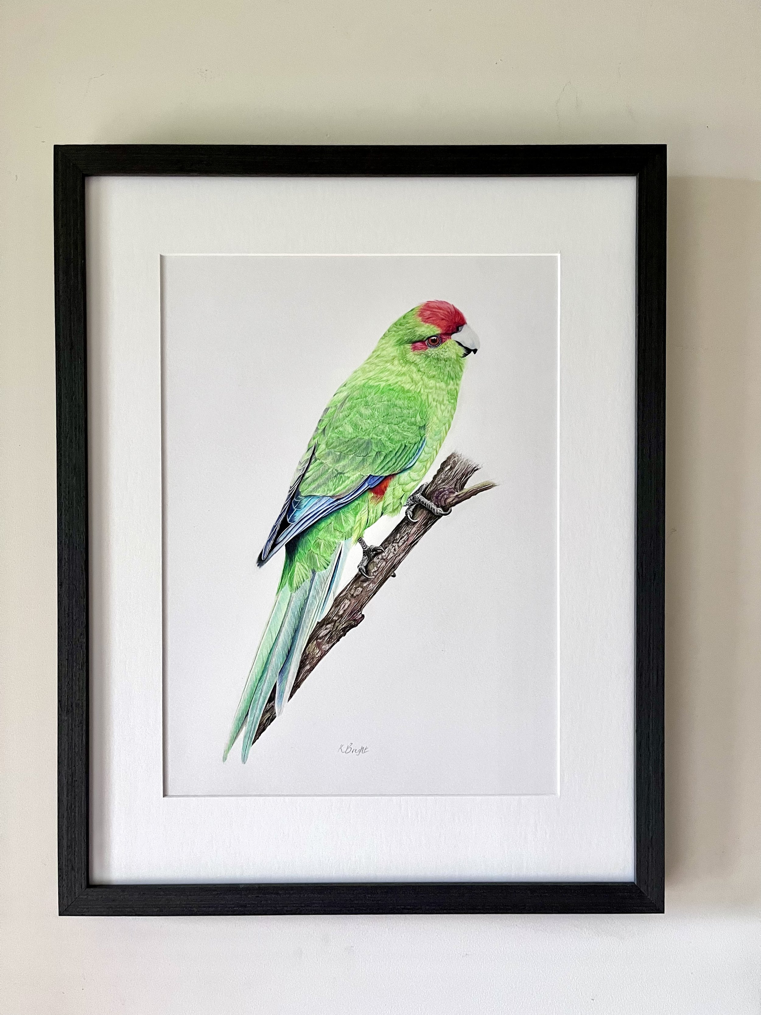 Original pencil drawing of a rare New Zealand parrot Kakariki Karaka by Kim Bright. Framed with a white border and black frame.