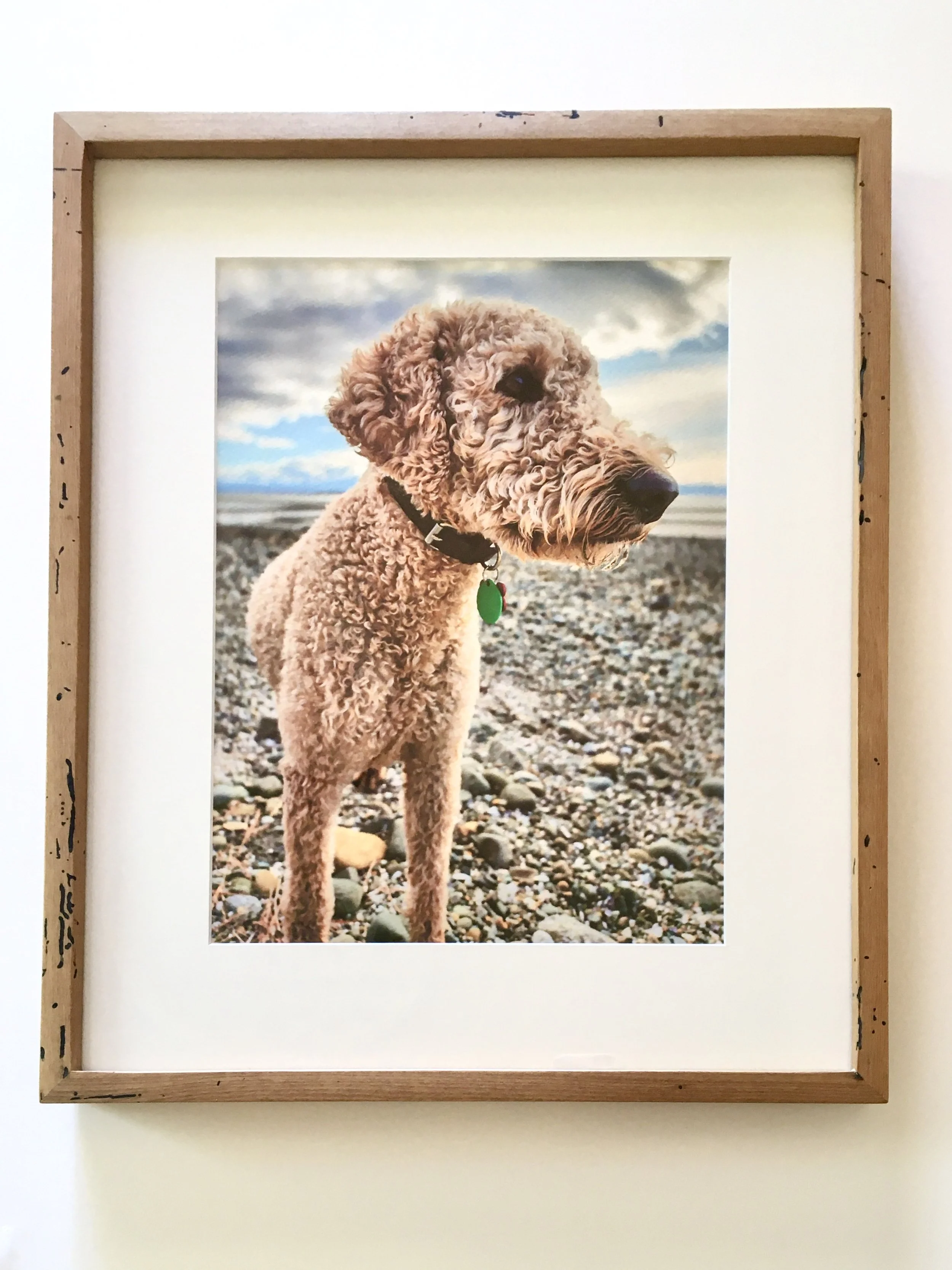 Framed photograph of a curly-haired labradoodle dog, standing on a rocky beach with the ocean and cloudy sky in the background. Reclaimed Rimu frame by Craig Bell woodworking. 