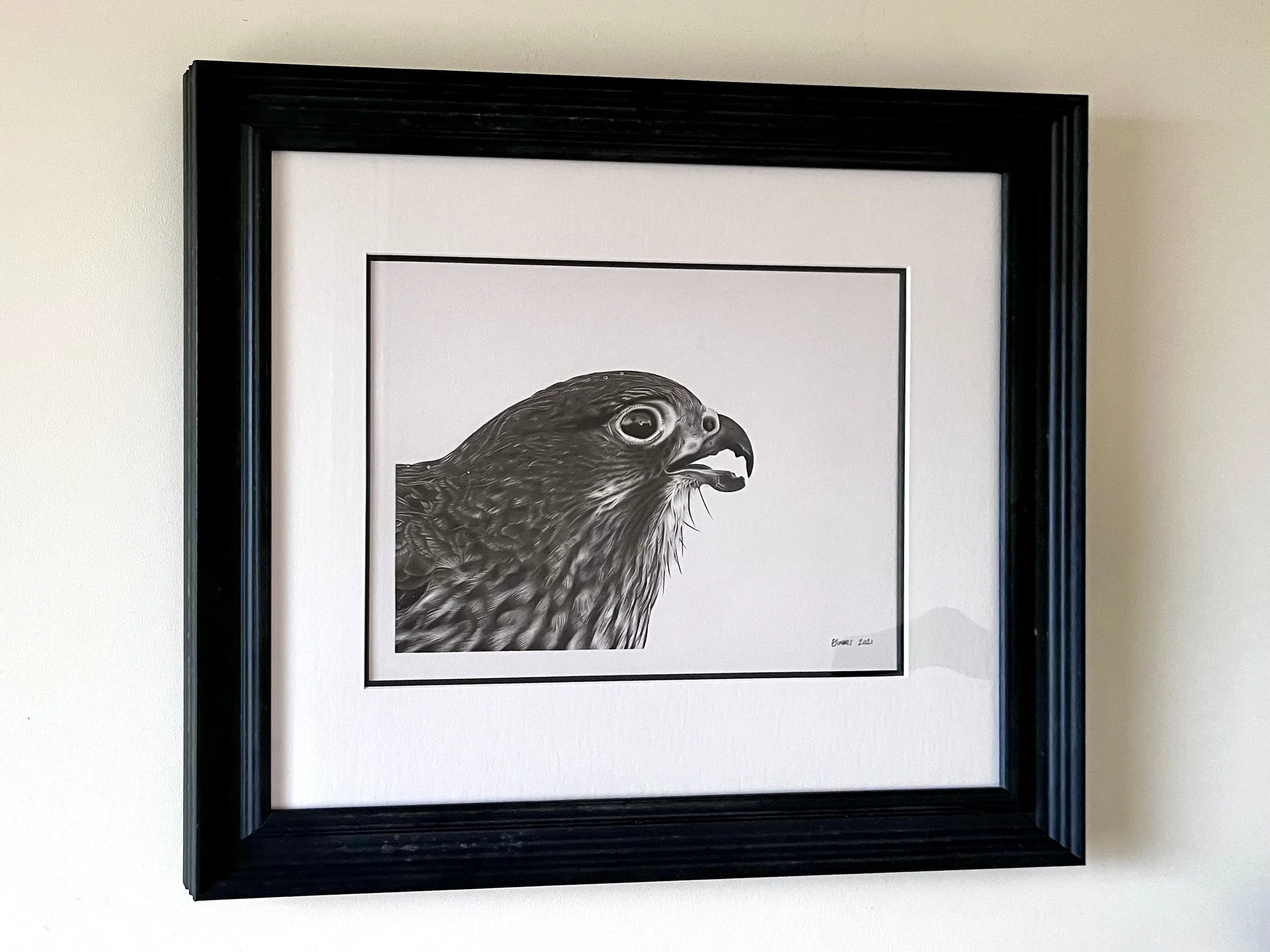 A framed original pencil drawing by Emma Timmis of a bird of prey, possibly a hawk or falcon, with detailed feathers and a sharp beak, mounted on a wall.