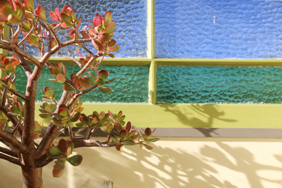 Close-up of a potted jade plant with green and reddish leaves in front of textured glass windows in blue and emerald green colors.