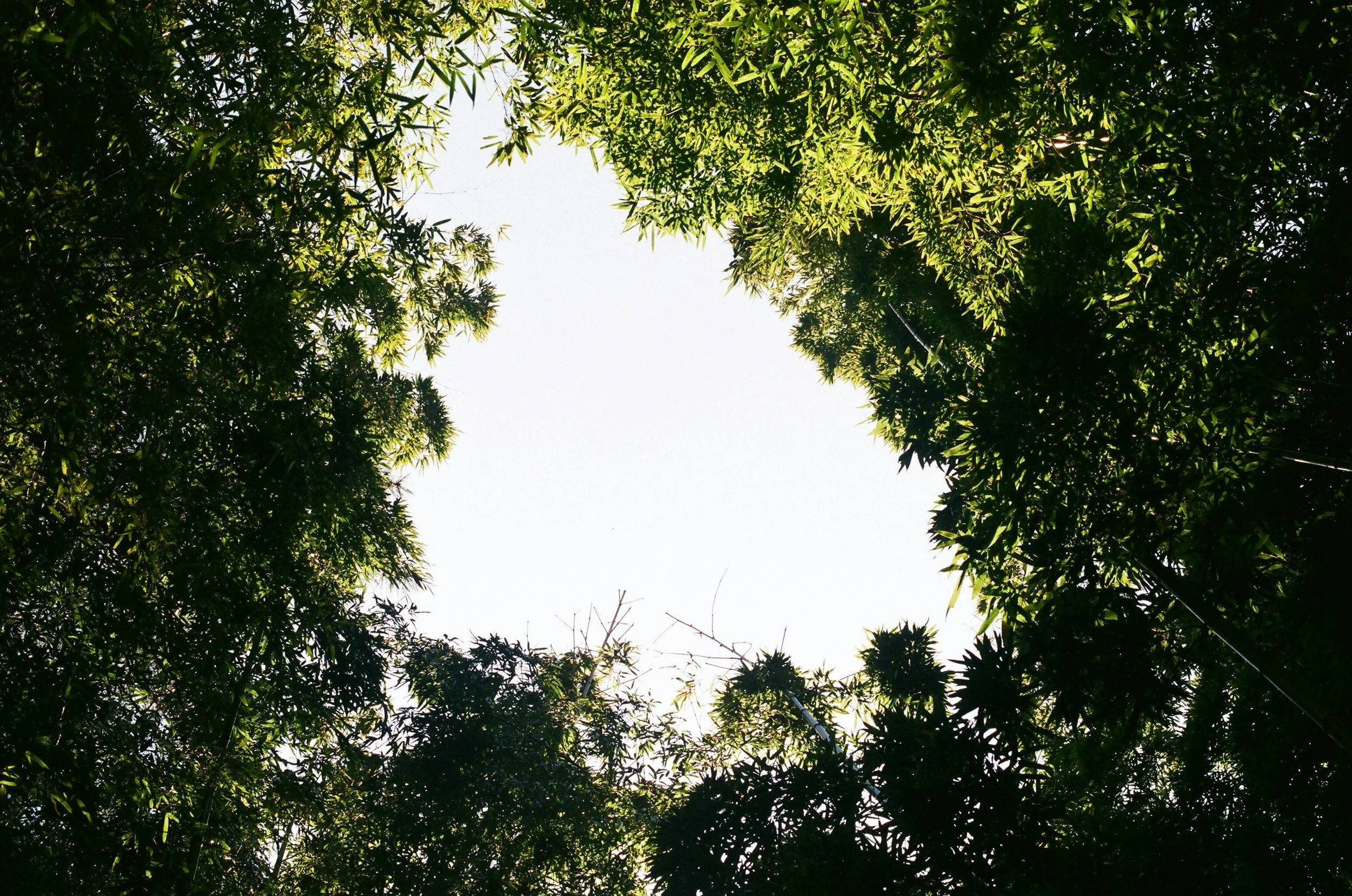 Looking up through a dense canopy of green trees at the bright sky.