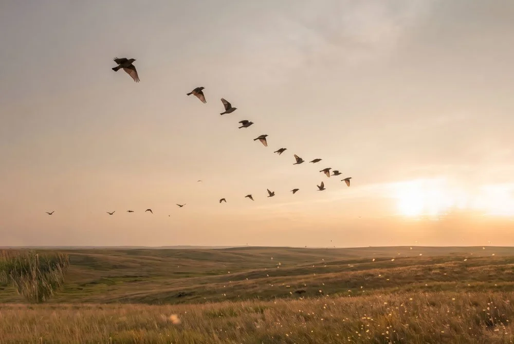 Birds flying over an open field at sunset or sunrise.
