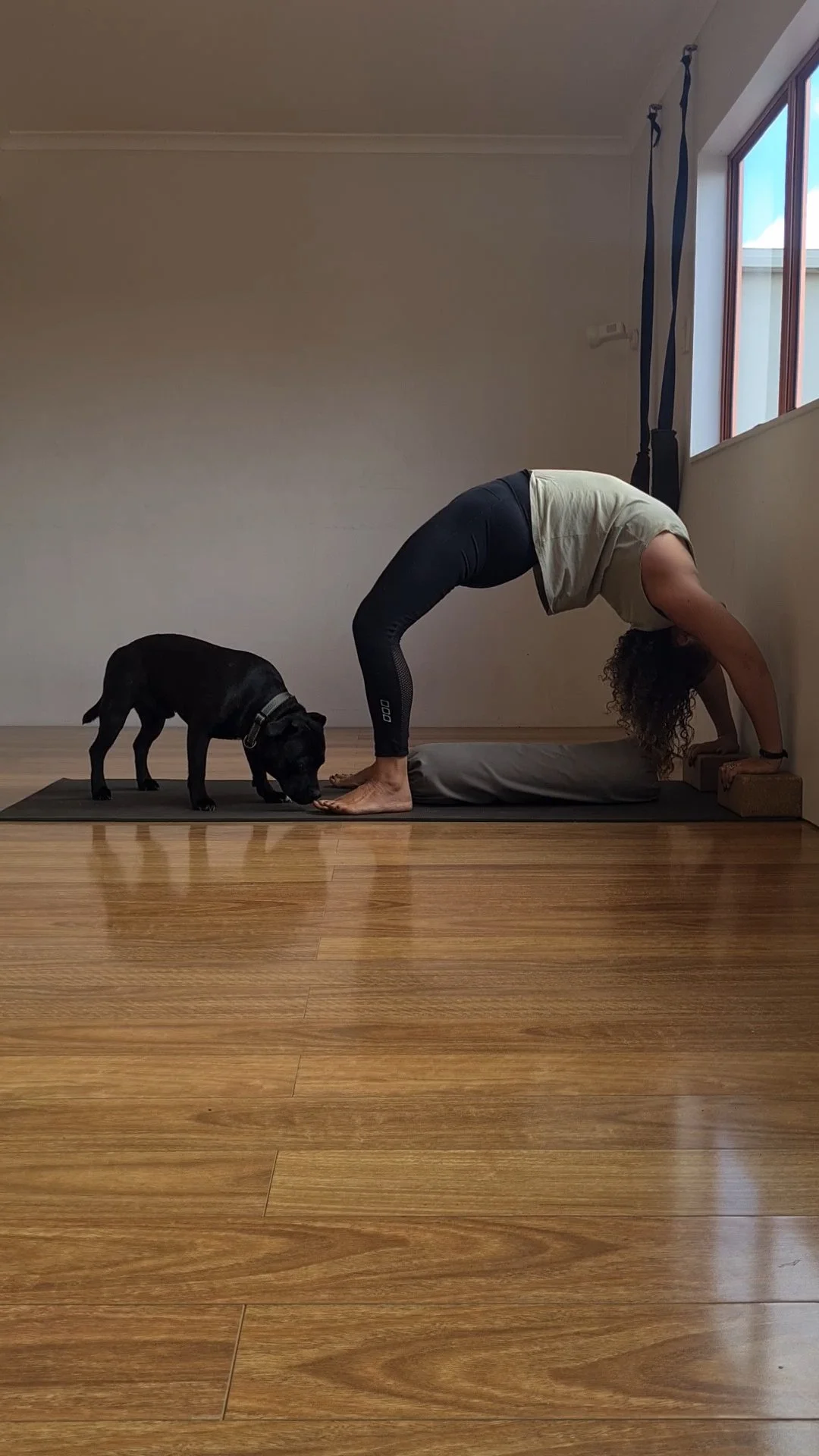 A woman practicing yoga in downward dog pose with her hands and feet on yoga blocks, and a black dog sniffing her feet in a room with wooden floors, light-colored walls, and a window.
