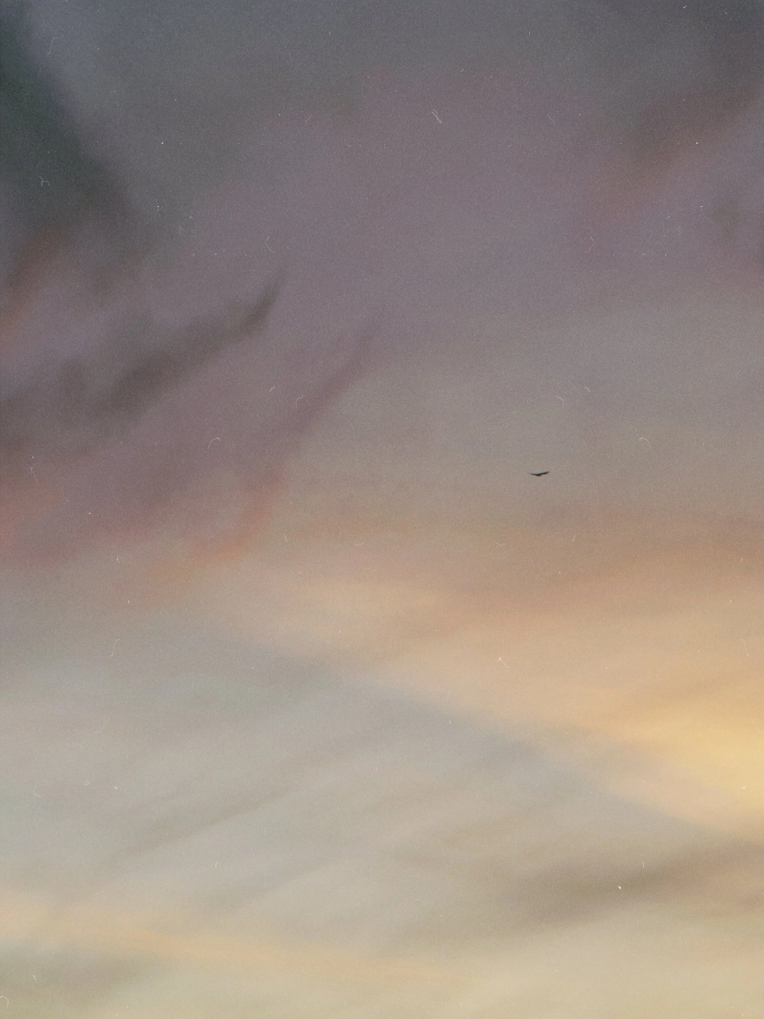 Night sky with stars and a small silhouette of a bird flying.
