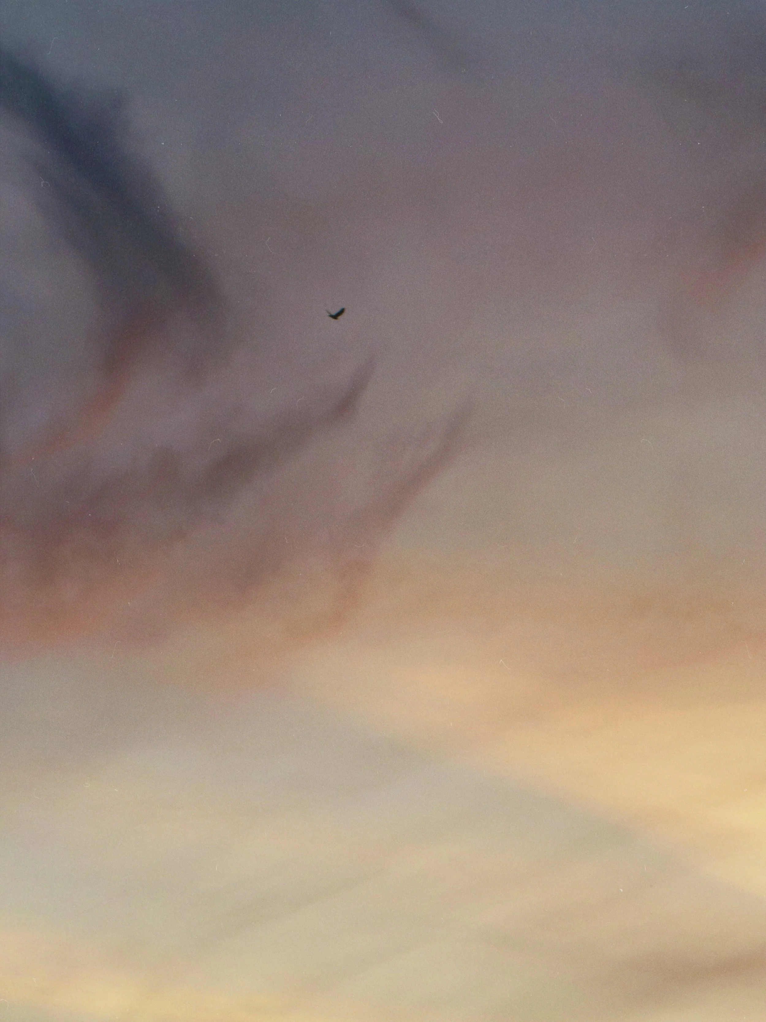 A bird soaring in a colorful sky at dusk with shades of pink, purple, and orange.