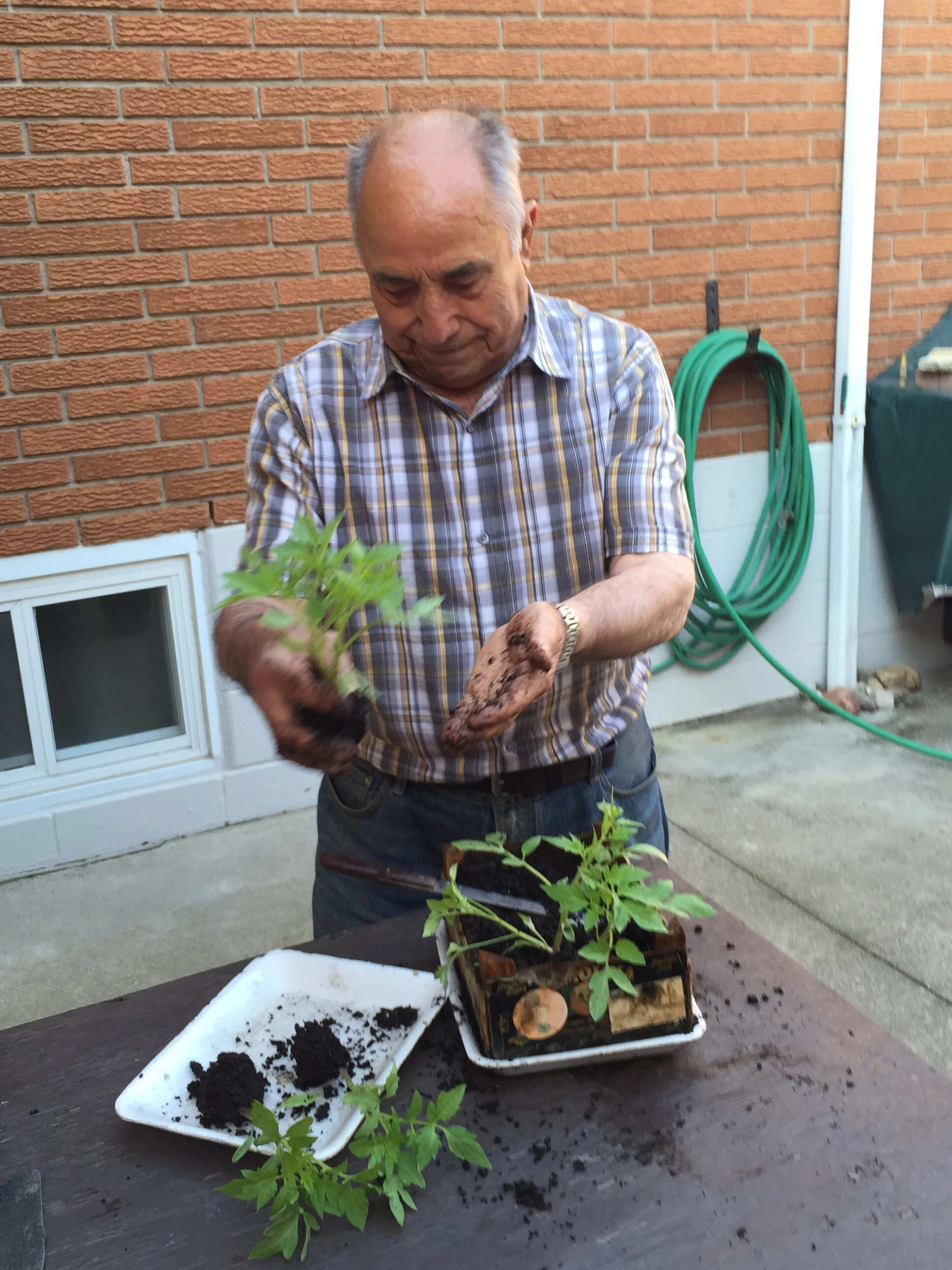 An elderly man wearing a checkered shirt is handling a potted plant with dark soil around a table, with gardening tools and a green garden hose in the background.