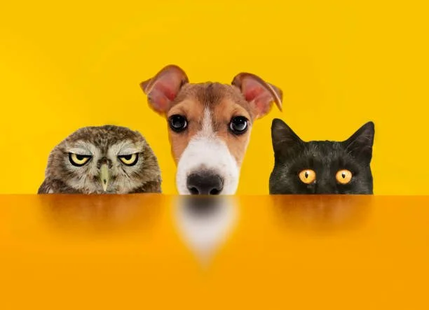 What happens to your pet if you live alone and something goes wrong?