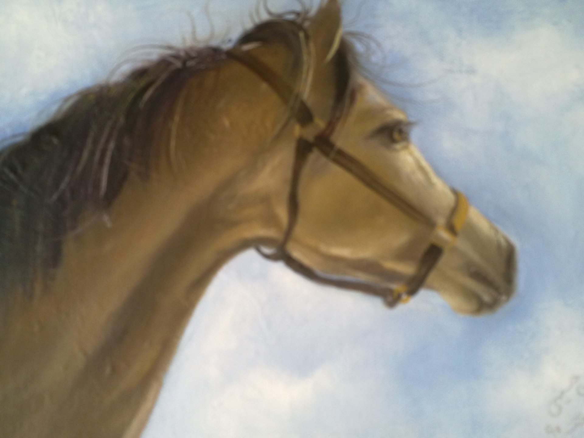 horse-in-the-morning.jpg
