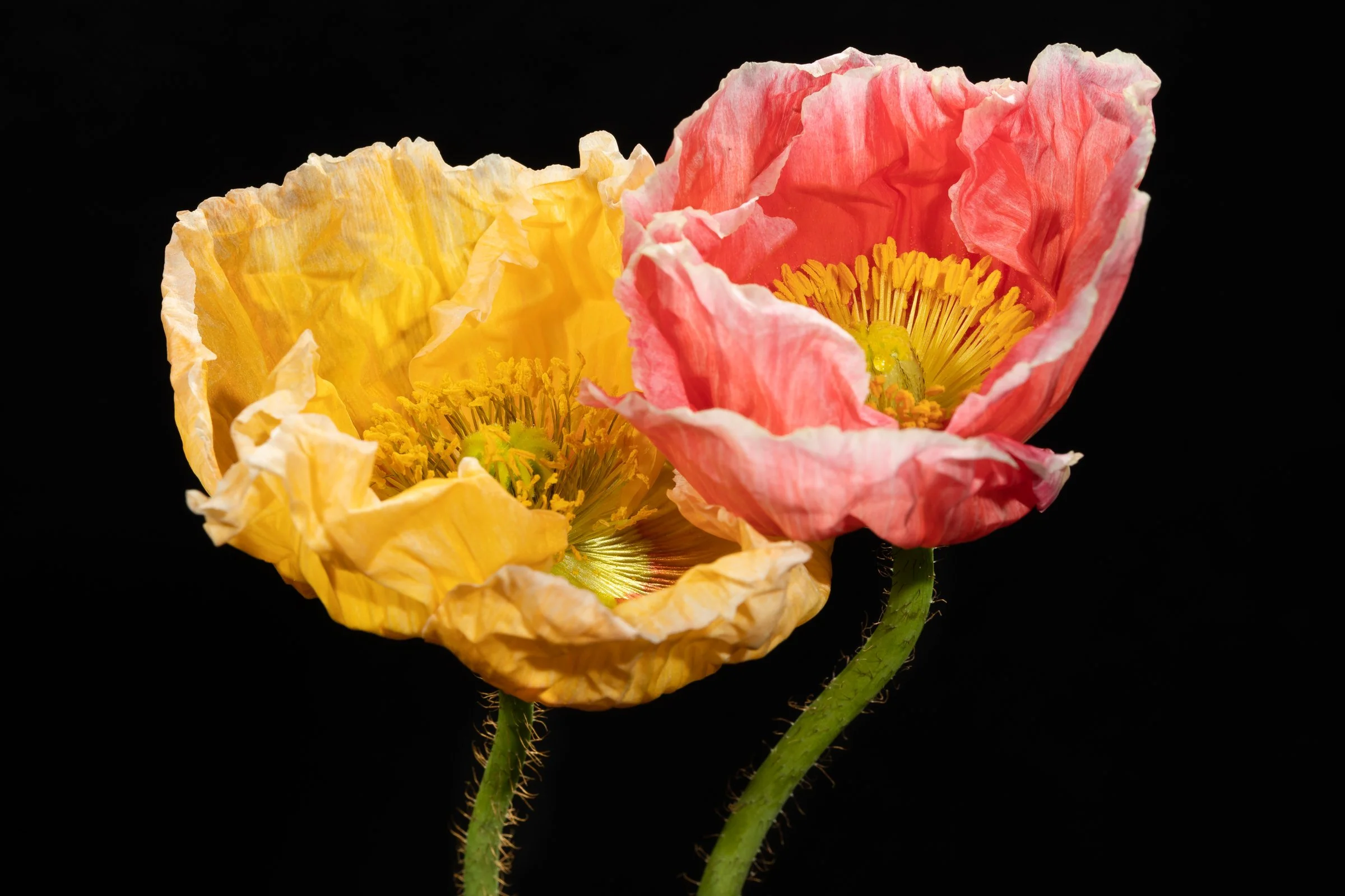 still life-8.jpg