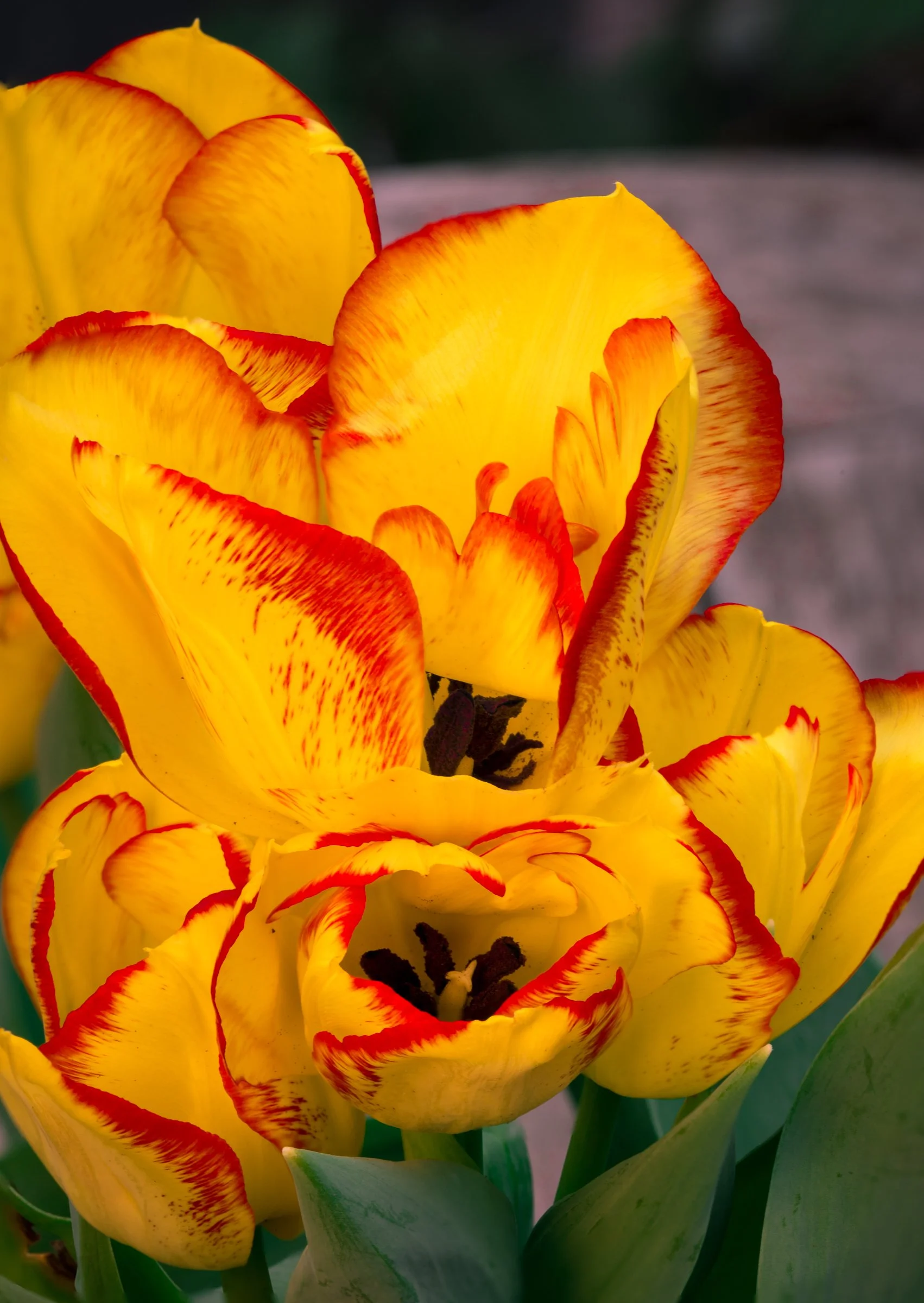 still life-5.jpg