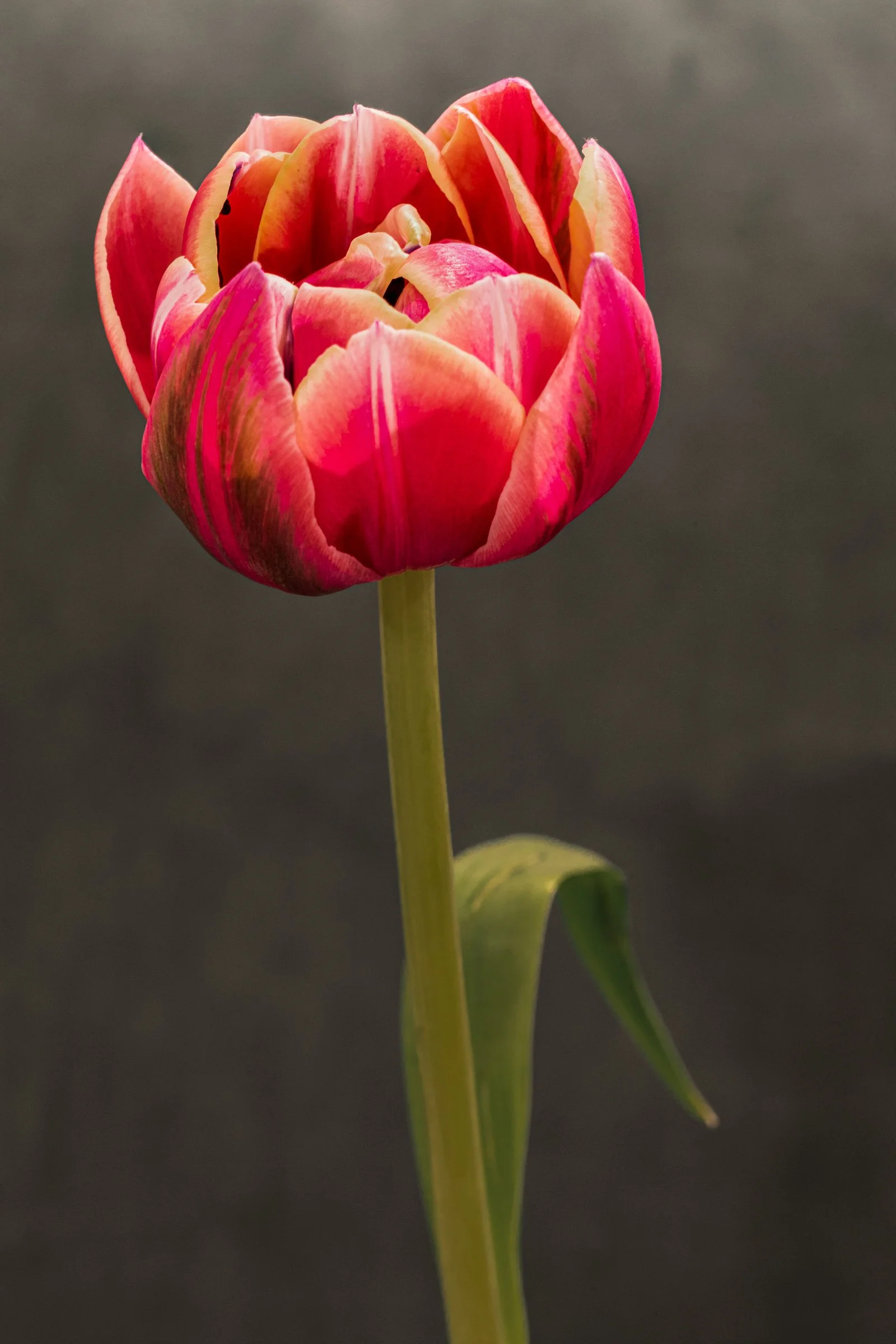 still life-7.jpg