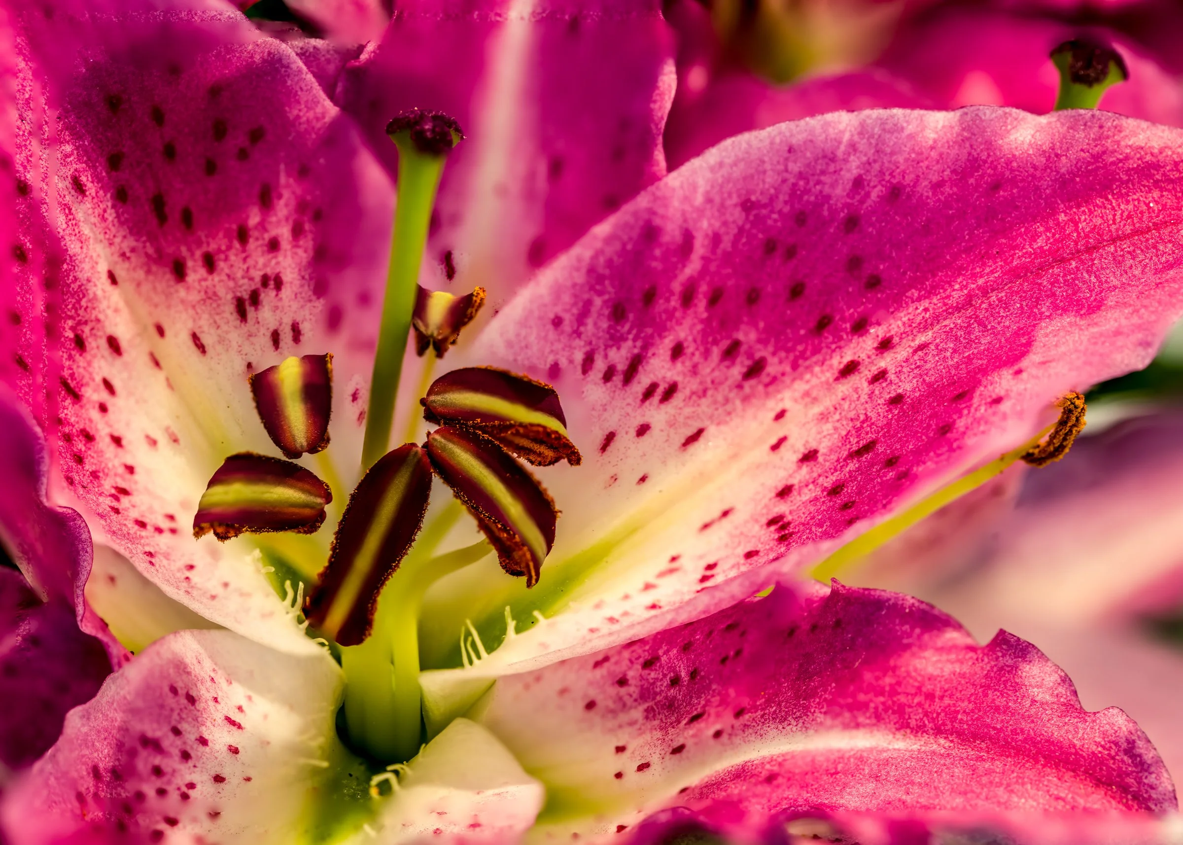 still life-4.jpg