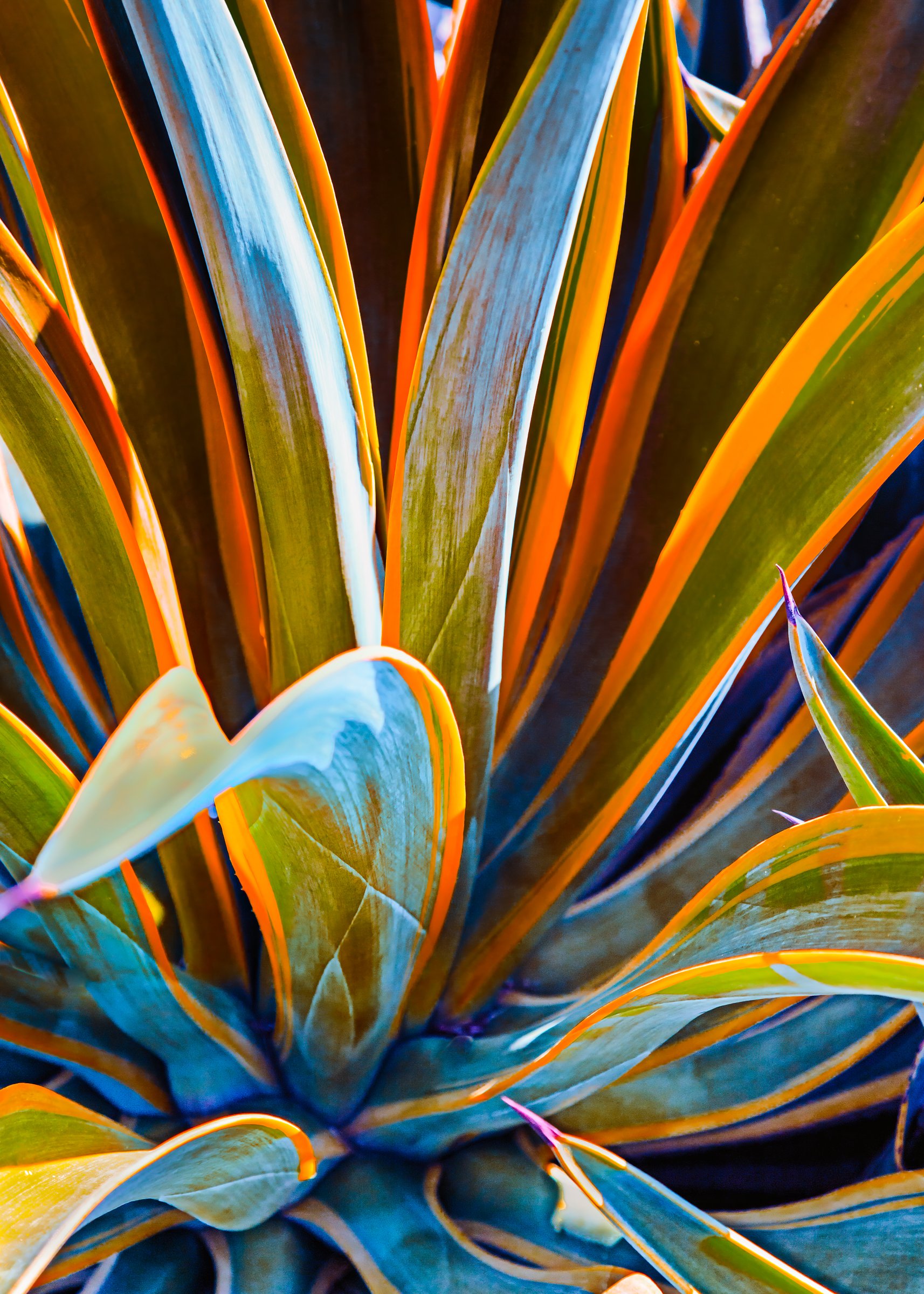 still life-3.jpg