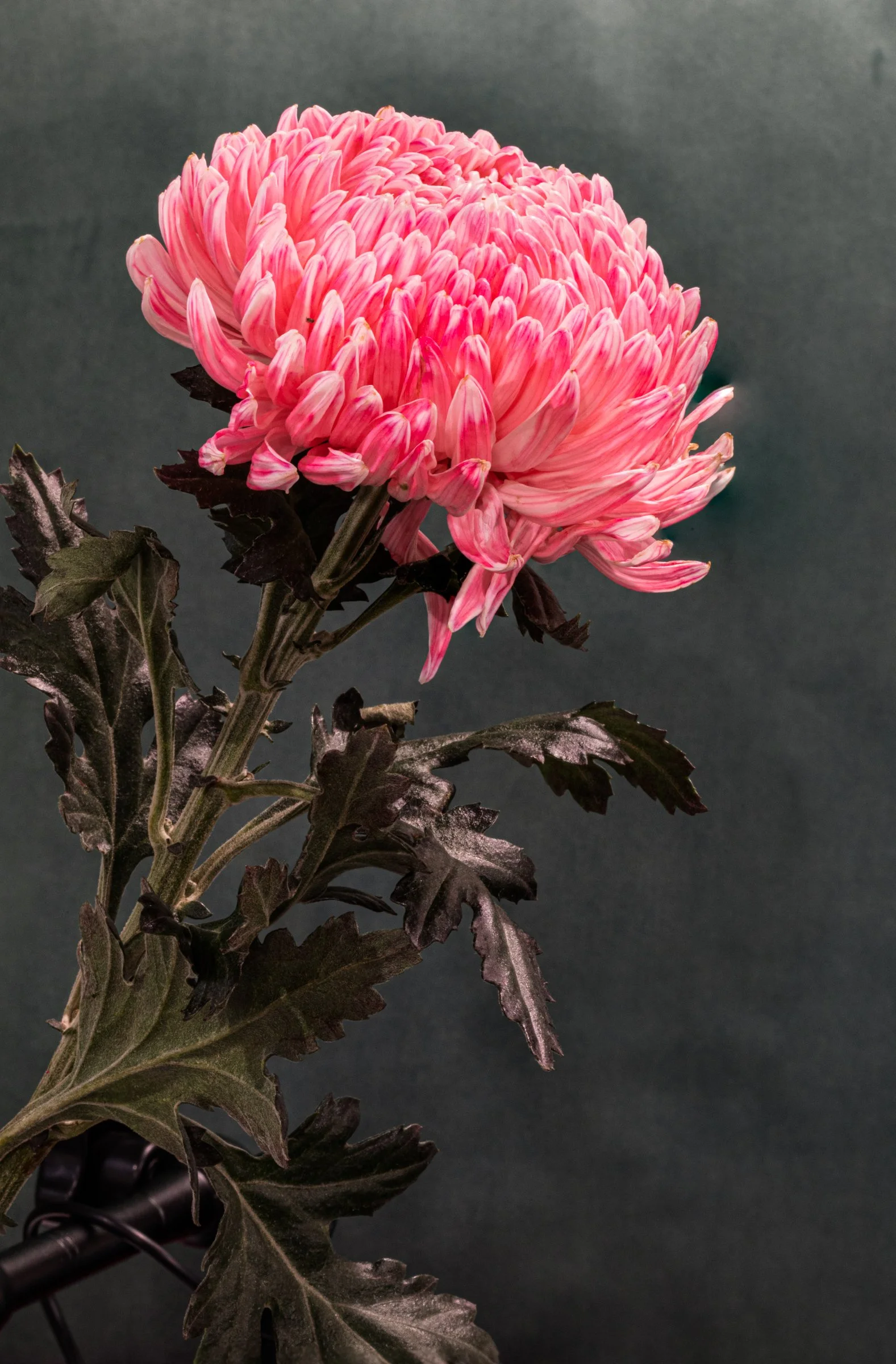 still life-6.jpg