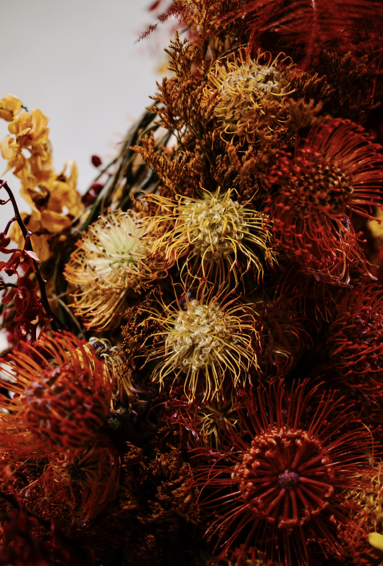 Pincushion Protea.