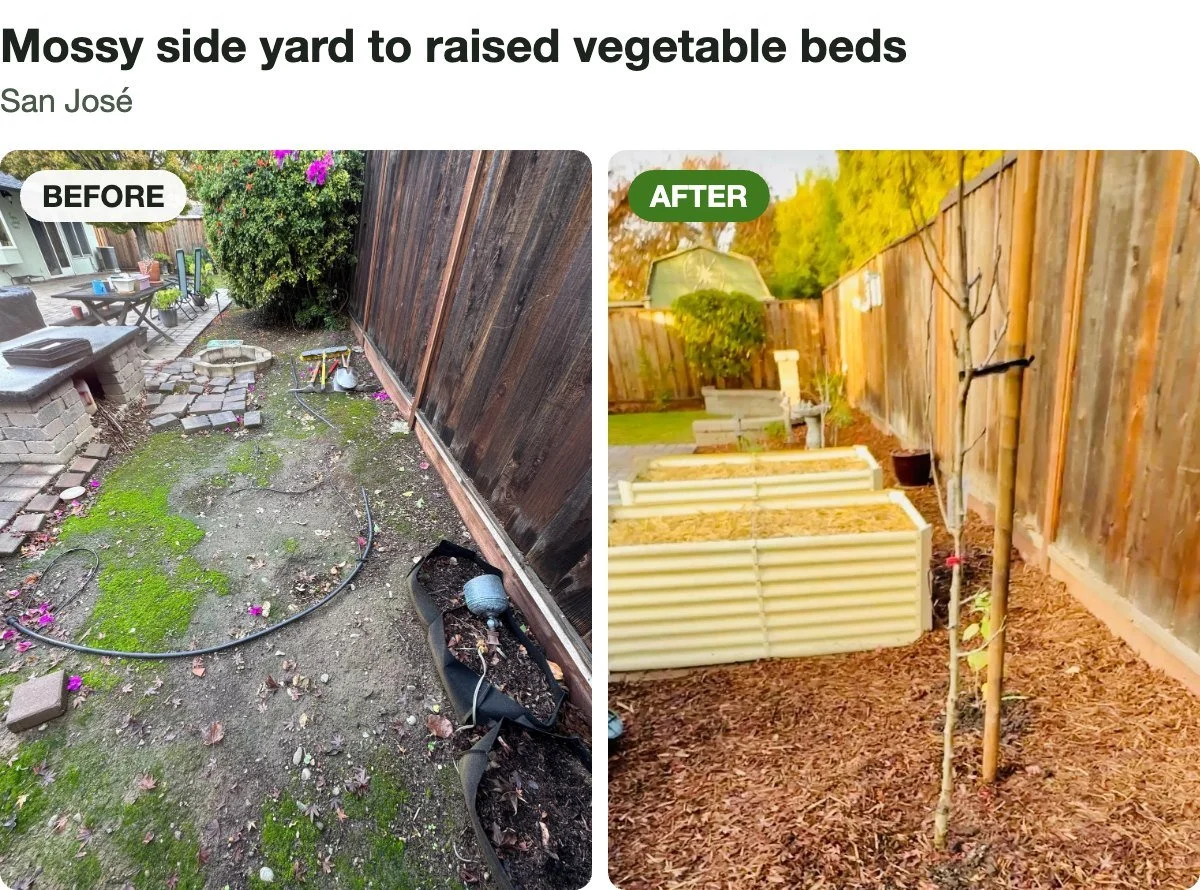 Before and after: an unused, mossy strip turned into raised vegetable beds with a young fruit tree, San José.