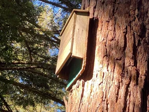 Nest box mounted on a tree trunk