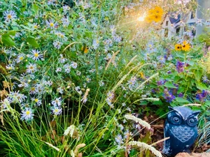 Pollinator garden in bloom with a ceramic owl