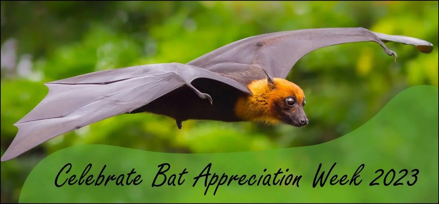 Little Animals, Big Impact: Celebrating Bat Appreciation Week